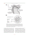 The Human Nervous System Second Edition