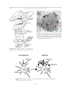 The Human Nervous System Second Edition