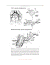 The Human Nervous System Second Edition