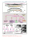 Color Atlas of Genetics Thieme Flexibook 2nd Edition