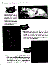 101 Cách nuôi những con vật đáng yêu 2 Mèo