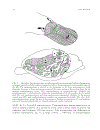 Evolutionary Developmental Biology of the Cerebral Cortex