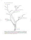 The Microbiology of Anaerobic Digesters