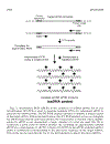 RT PCR Protocols 1st Edition