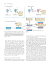 Life The Science of Biology