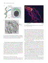 Life The Science of Biology