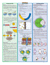 Biology Quickstudy Reference Guides