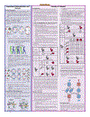 Biology Quickstudy Reference Guides