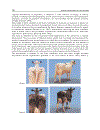 Artificial Insemination in Farm Animals
