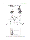 Cell Cycle Control