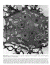 Plant Cell Biology 1st Edition