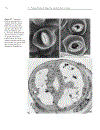 Plant Biochemistry