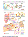 Color Atlas of Biochemistry