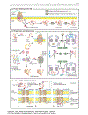 Color Atlas of Biochemistry