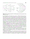 Dendrimers and Other Dendritic Polymers