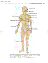 Essentials of Anatomy and Physiology 5th Edition