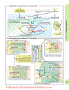 Color Atlas of Physiology