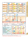 Color Atlas of Physiology