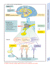 Color Atlas of Physiology