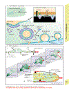 Color Atlas of Physiology