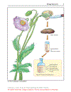 Color Atlas of Pharmacology 3rd Edition