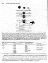 Advanced Molecular Biology