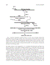 PCR Protocols