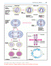 Color atlas of genetics Passarge E