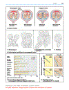 Color atlas of genetics Passarge E