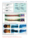 Color atlas of genetics Passarge E