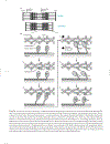 Marks Basic Medical Biochemistry A Clinical Approach