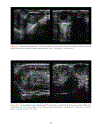 Practical Atlas of Ruminant and Camelid Reproductive Ultrasonography