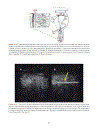 Practical Atlas of Ruminant and Camelid Reproductive Ultrasonography