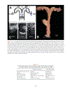 Practical Atlas of Ruminant and Camelid Reproductive Ultrasonography