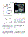 Practical Atlas of Ruminant and Camelid Reproductive Ultrasonography