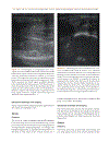 Practical Atlas of Ruminant and Camelid Reproductive Ultrasonography