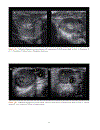 Practical Atlas of Ruminant and Camelid Reproductive Ultrasonography