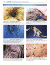 Small Animal Dermatology a Color Atlas and Therapeutic Guide 2 Edition