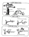 Kỹ thuật trồng và ghép Mai