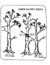 Kỹ thuật trồng và ghép Mai