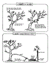 Kỹ thuật trồng và ghép Mai