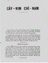 Cây kim chỉ nam