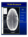 Giải phẫu thần kinh đối chiếu chẩn đoán hình ảnh