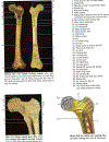 Atlas Giải Phẫu Người