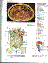 Atlas Giải Phẫu Người