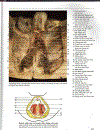 Atlas Giải Phẫu Người