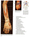 Atlas Giải Phẫu Người