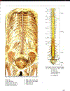 Atlas Giải Phẫu Người