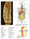 Atlas Giải Phẫu Người