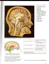 Atlas Giải Phẫu Người